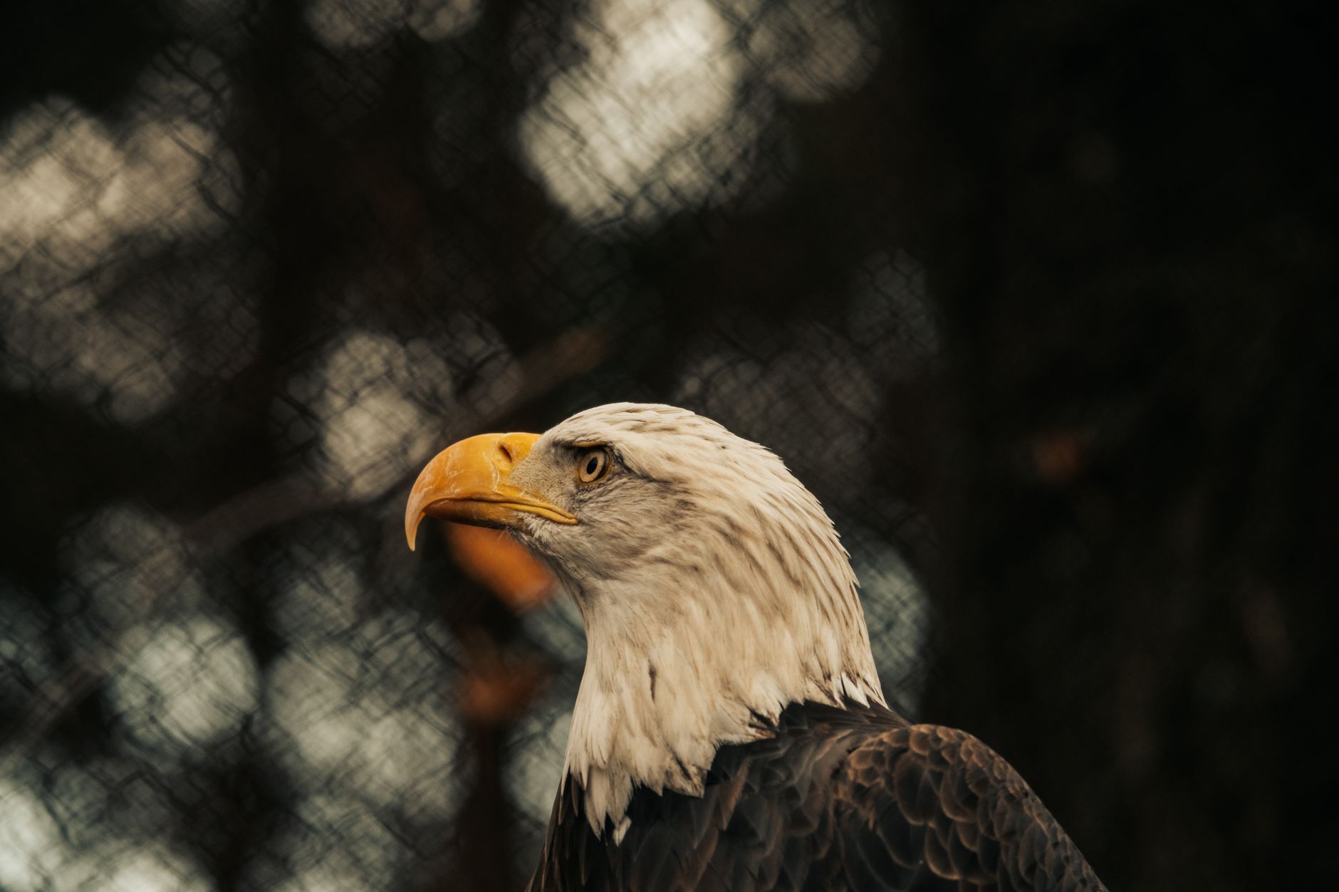Ultimate Guide To Spirit Animals, Power Animals & Totems