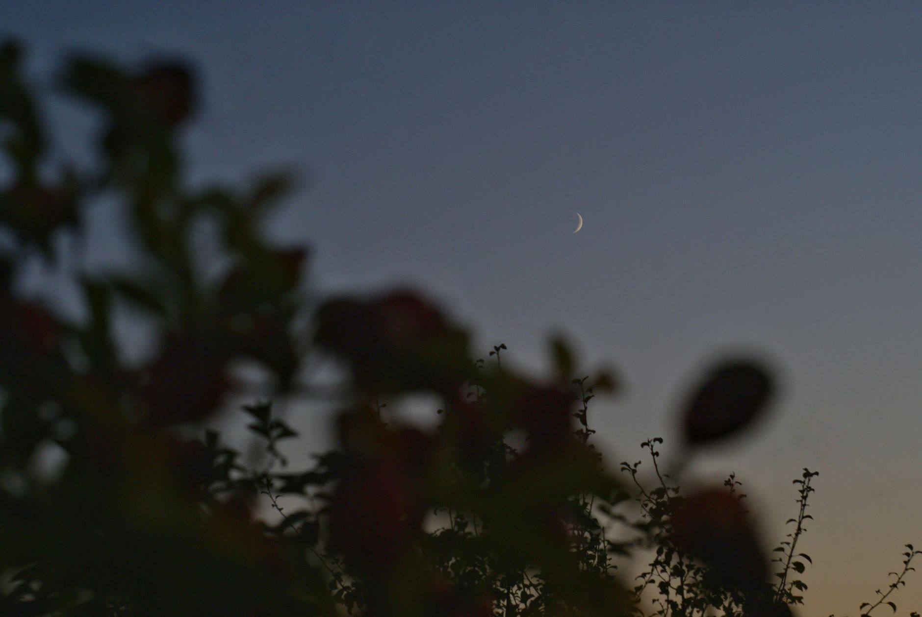 New Release: Lunar Alchemy: Transformative Rituals for Embodying Your Wildest Self, Moon by Moon